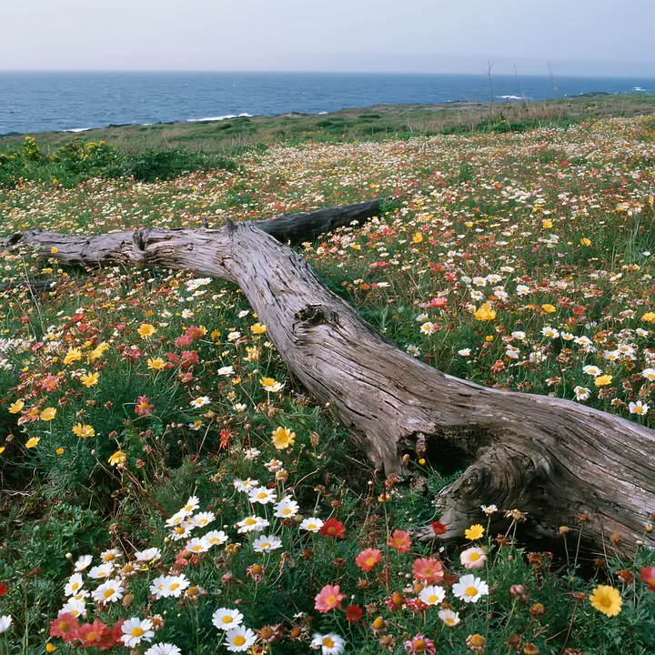 Chiba coastal climate meadow driftwood foreground - AI-generated stock image