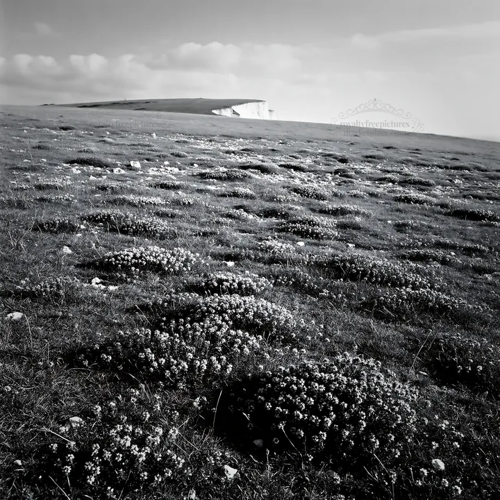 Sunny meadow with wild thyme and distant cliffs - AI-generated stock image