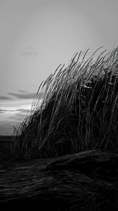 Black and white chiba coastal climate meadow with driftwood and grass - AI-generated stock image