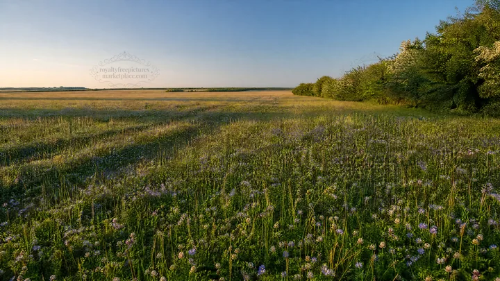 Clover speedwell meadow under clear sky at sunset - AI-generated stock image