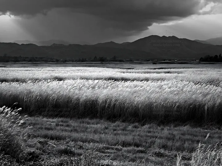 Black and white shiga wetland meadow climate adaptation reeds under cloudy sky - AI-generated stock image