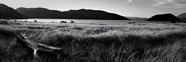 Black and white nagasaki coastal meadow driftwood foreground mood - AI-generated stock image