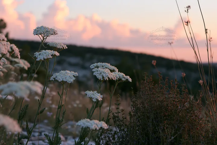 Yarrow flowers bloom at sunset in a meadow - AI-generated stock image