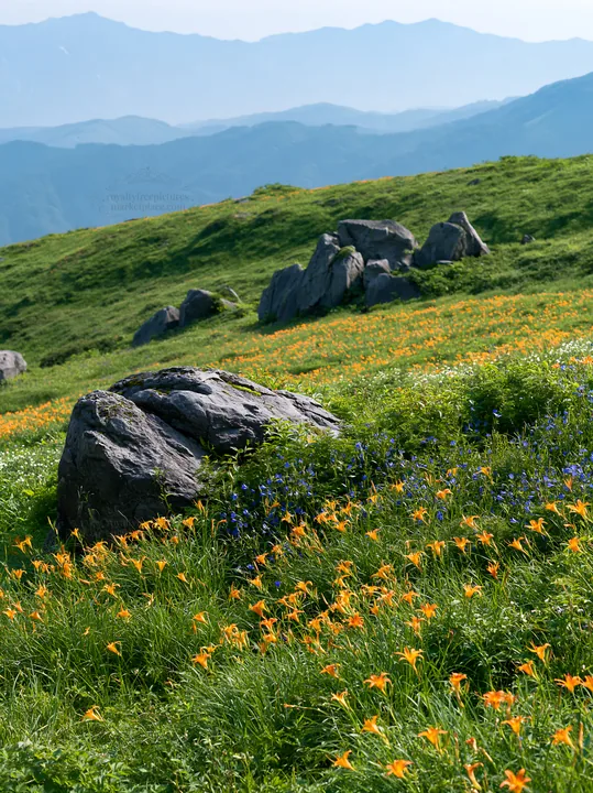 Meadow with boulders and wildflowers under a clear sky - AI-generated stock image