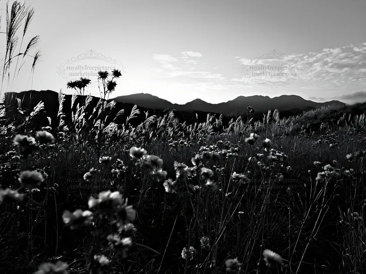Black and white ehime twilight meadow with dry seedheads in golden light - AI-generated stock image