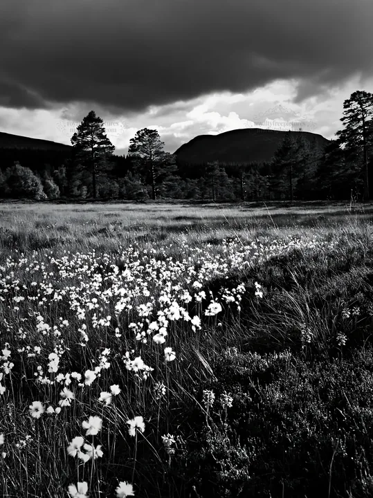 Pine forest meadow with flowers and mountains in the background - AI-generated stock image