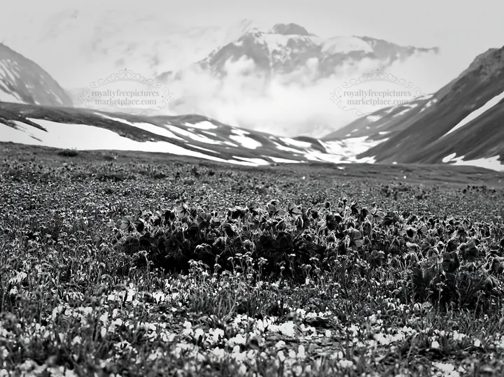 Black and white snowline meadow filled with blue and white flowers - AI-generated stock image