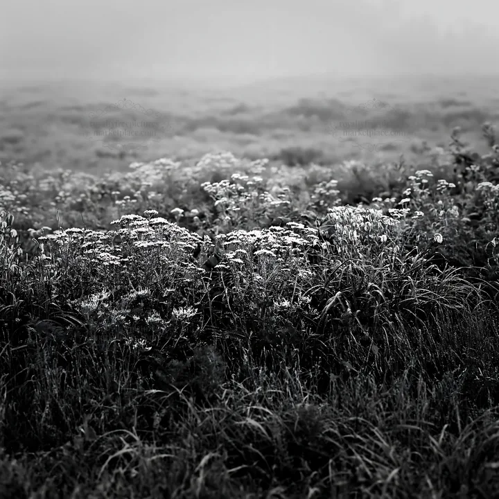 Black and white expansive Hokkaido restoration meadow with dewdrops - AI-generated stock image