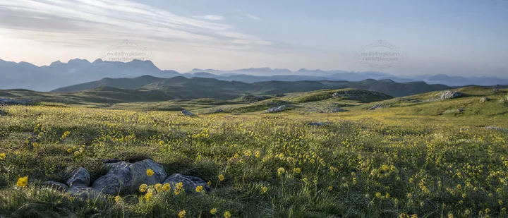 Dewy meadow with yellow flowers and distant mountains in Bavaria - AI-generated stock image