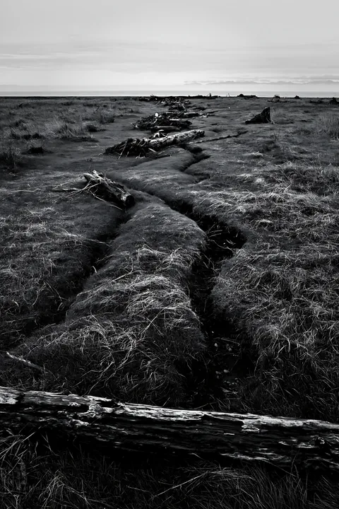 Black and white ishikawa coastal meadow storm washed driftwood on green ground - AI-generated stock image