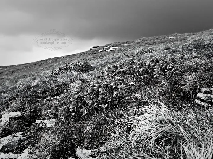 Cloudy pasque flower meadow on a limestone slope - AI-generated stock image