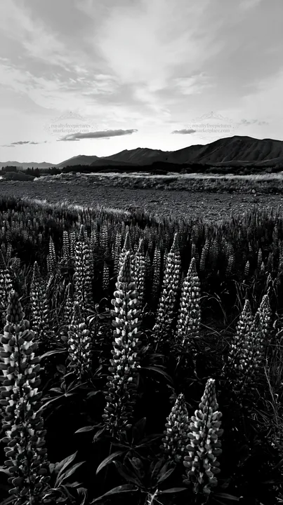 Lupine flowers in Lake Tekapo at dusk - AI-generated stock image