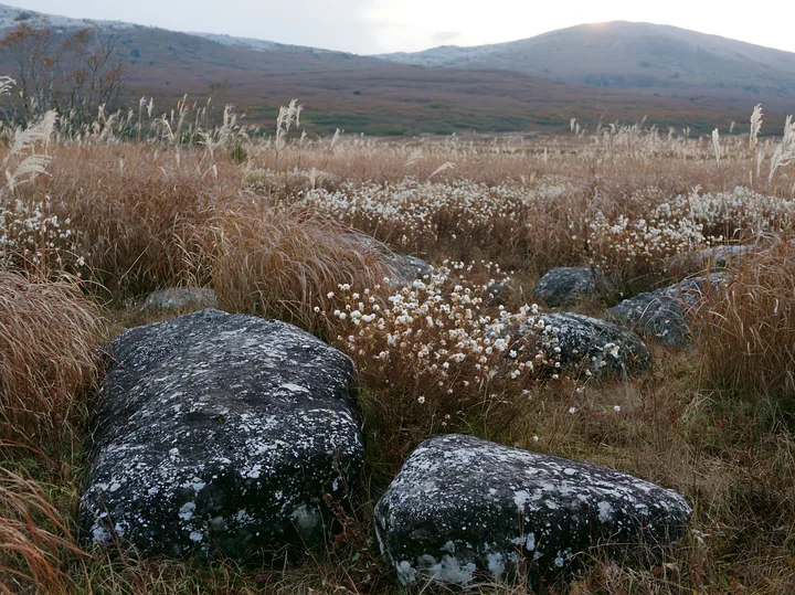 Rewilded Akita silver grass meadow stones under a cloudy sky - AI-generated stock image