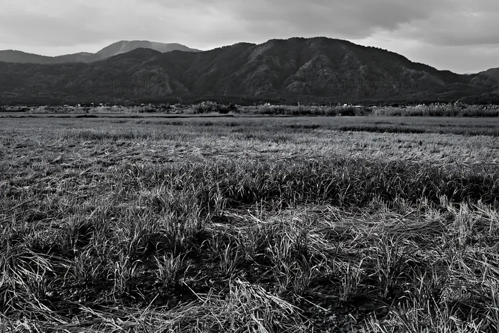 Saga floodplain meadow with reeds and mountains in the background - AI-generated stock image