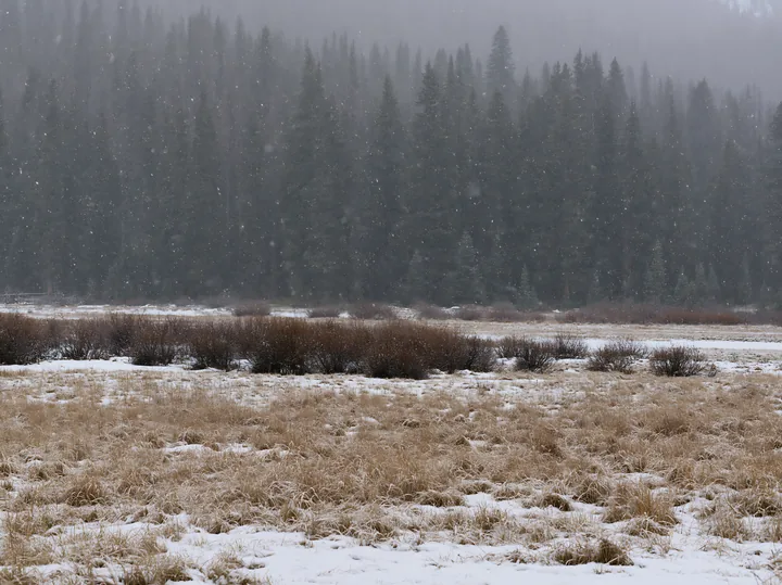 Snowy Rocky Mountain Park meadow in winter scene - AI-generated stock image