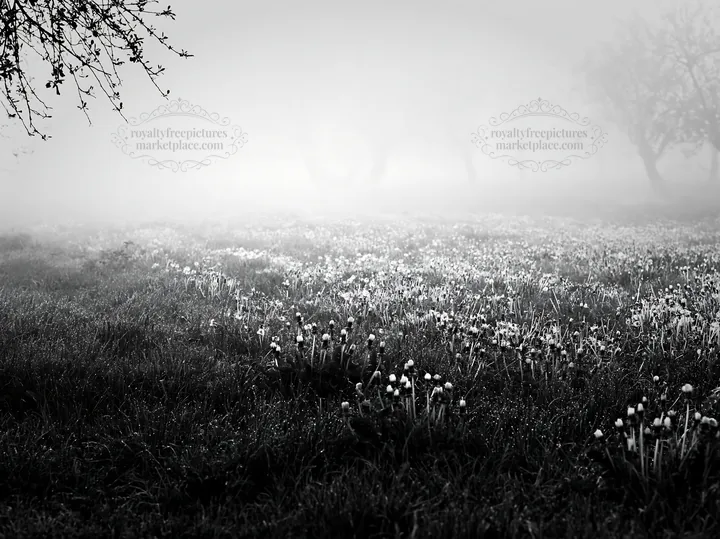 Black and white dandelion orchard meadow with fog and blooming flowers - AI-generated stock image