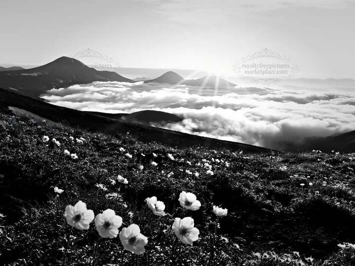 Black and white daisetsuzan alpine meadow light rays shine over the landscape - AI-generated stock image