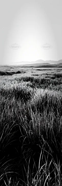 Black and white miyazaki sunrise meadow dew covered sedges - AI-generated stock image