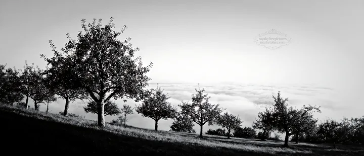 Black and white hillside apple meadow with trees above the clouds - AI-generated stock image