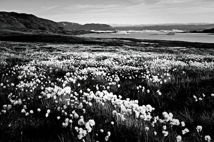 Black and white cottongrass meadow glow at dusk near the water's edge - AI-generated stock image
