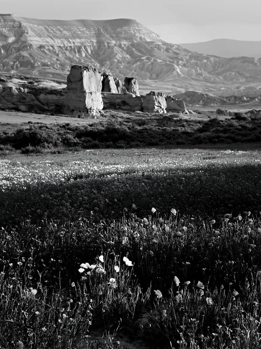 Poppy flax meadow in black and white landscape - AI-generated stock image