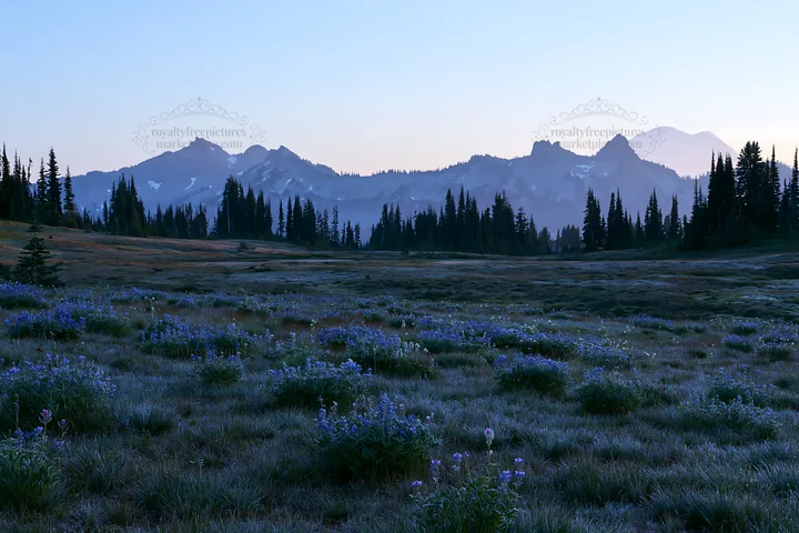 Mount Rainier wildflower meadow at sunrise - AI-generated stock image