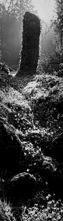 Black and white miyagi spring recovery meadow mossy stone with flowers - AI-generated stock image