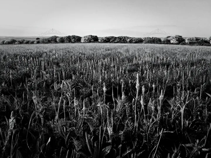 Black and white sainfoin chicory meadow with green plants under clear sky - AI-generated stock image