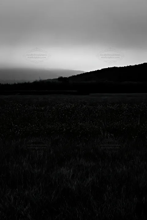 Fireweed lupine meadow at dusk with distant hills - AI-generated stock image