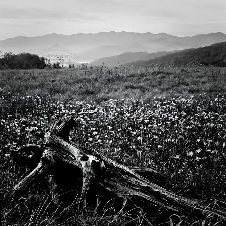 Black and white wakayama autumn meadow weathered wood foreground captures nature - AI-generated stock image