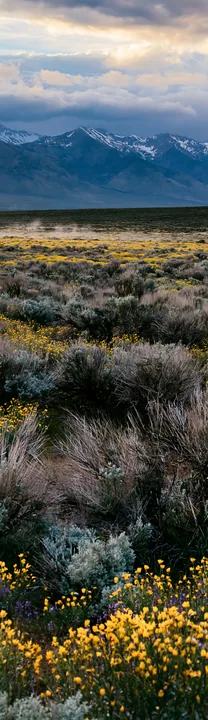 Sagebrush meadow light with mountain backdrop - AI-generated stock image