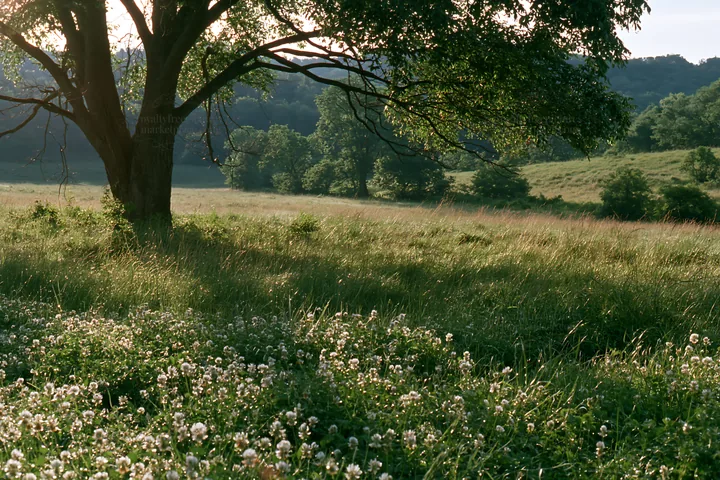 Silver dew meadow with green grass and a tree - AI-generated stock image
