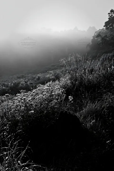 Black and white fukushima native meadow with weathered stump at sunrise - AI-generated stock image