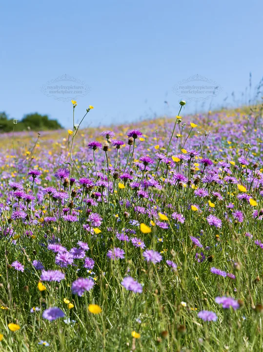 Sunny herb meadow with blooming flowers under blue sky - AI-generated stock image