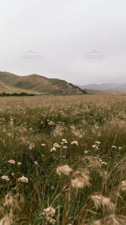 Rainy valley meadow with flowers in the foreground - AI-generated stock image