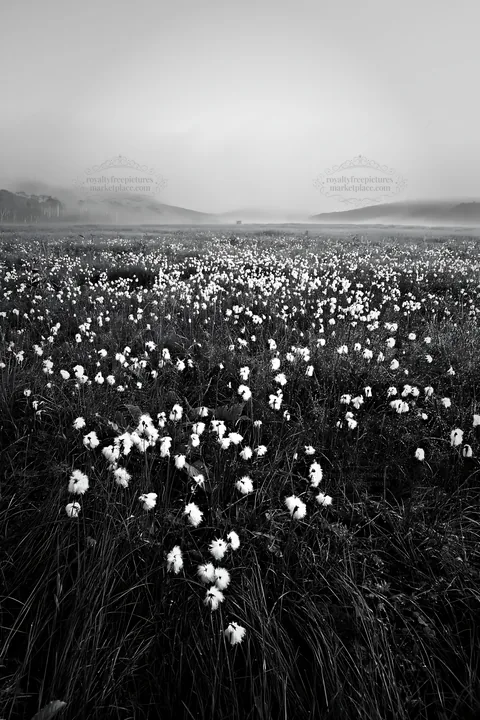 Black and white expansive Hokkaido restoration meadow with dewdrops - AI-generated stock image