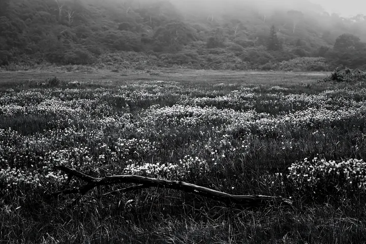 Black and white yamagata rewilded meadow fallen branch foreground - AI-generated stock image