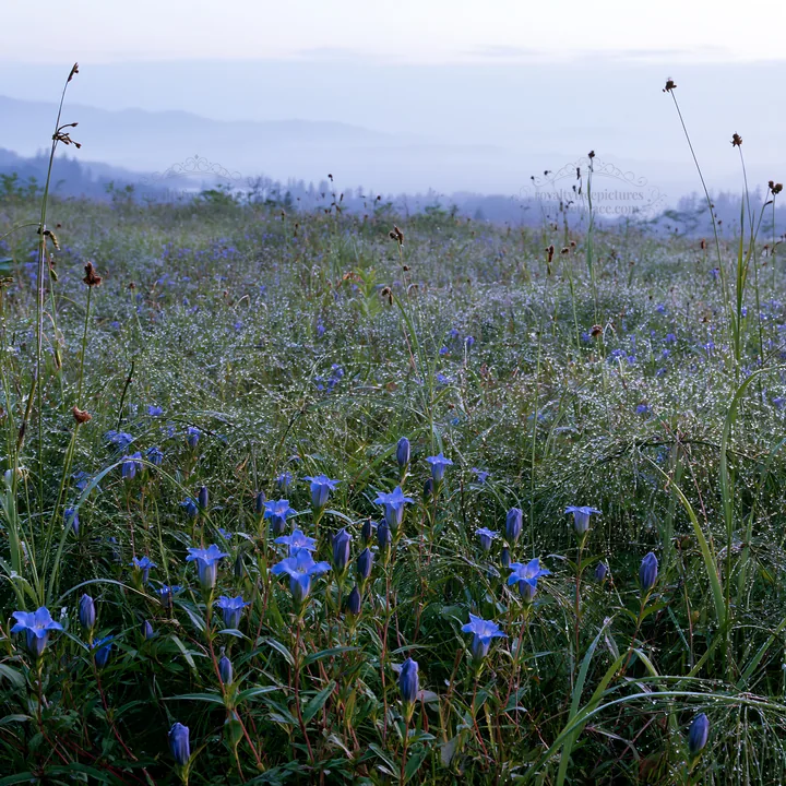 Expansive Hokkaido restoration meadow with dewdrops - AI-generated stock image
