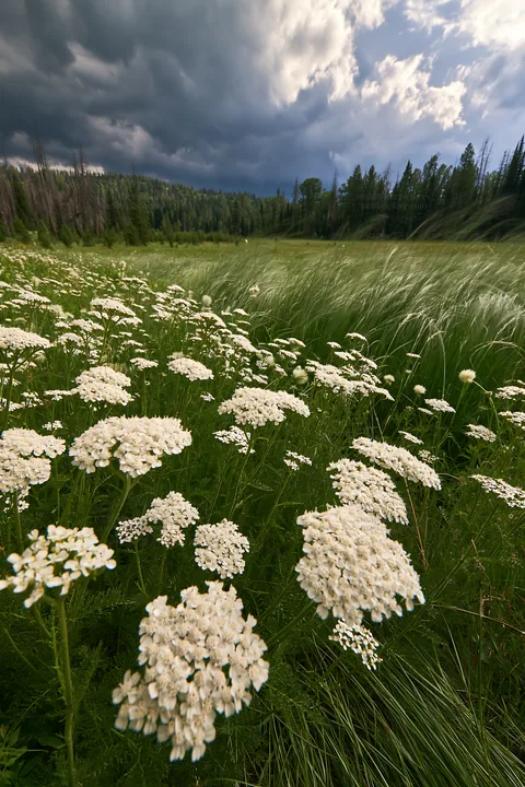 Yarrow meadow bloom under darkening skies in a lush landscape - AI-generated stock image