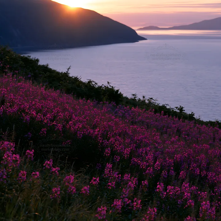 Fireweed meadow sunset over the water - AI-generated stock image