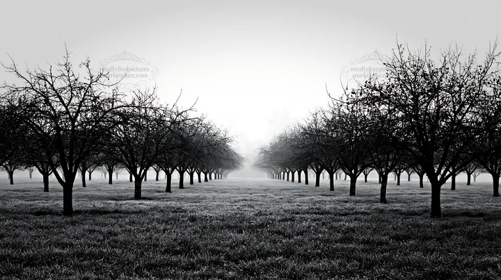 Moody orchard meadow with trees in misty atmosphere - AI-generated stock image