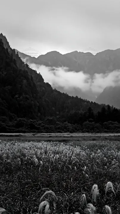 Black and white biodiverse Nagano silver grass meadow dew at dawn - AI-generated stock image