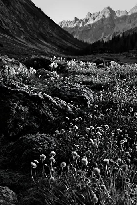 Mossy boulder meadow with flowers and mountains in the background - AI-generated stock image