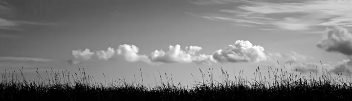 Black and white iwate rain refreshed meadow seedhead foreground with blue sky - AI-generated stock image