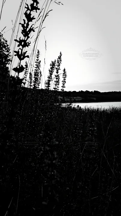 Lakeside meadow at dusk in Germany - AI-generated stock image