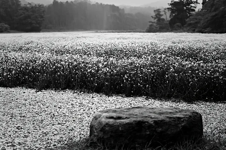 Black and white kyoto spring wildflower meadow stone foreground - AI-generated stock image