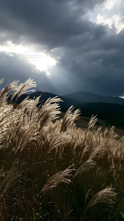 Hokkaido silver grass meadow seedheads under cloudy sky - AI-generated stock image