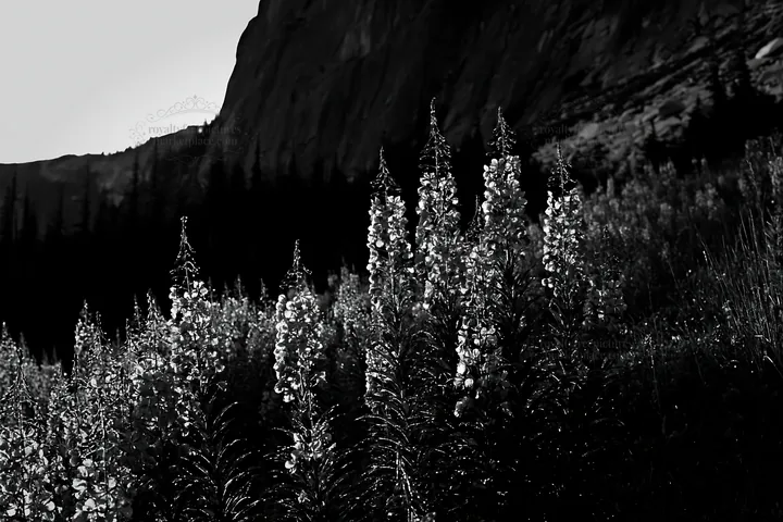 Fireweed meadow at sunset with mountain backdrop - AI-generated stock image