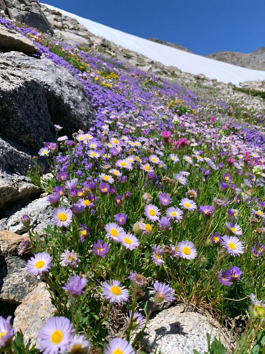 Colorful aster meadow in natural landscape during sunny day - AI-generated stock image