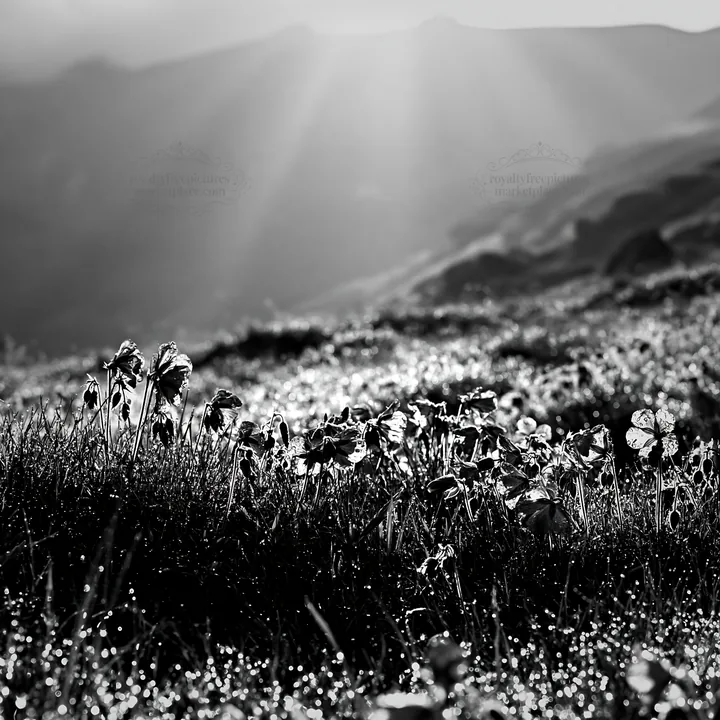 Bucegi Mountains meadow with light rays and dew drops - AI-generated stock image